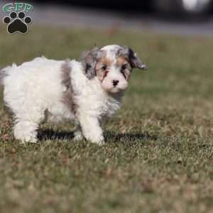 Frosty, Cavapoo Puppy